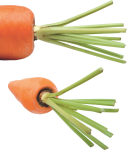 Carrot PNG image-4979